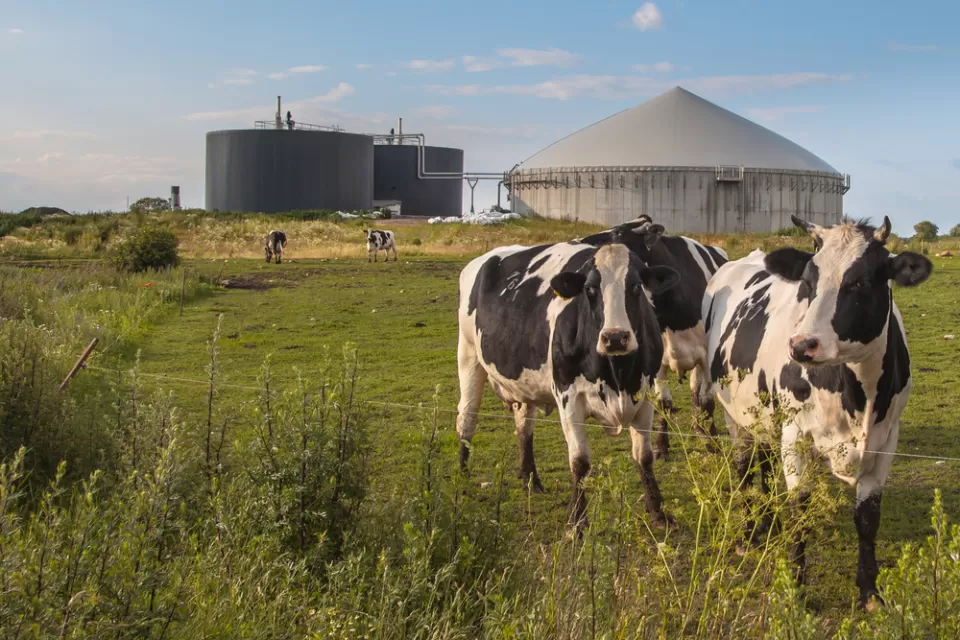 Bio Gas Installation Cows
